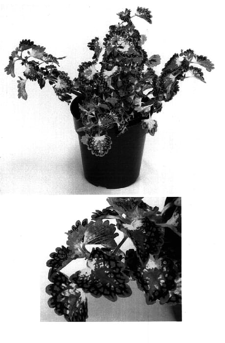 Figure 1 of US plant patent PP15827, the photograph of Kakegawa CE5 printed in the patent.