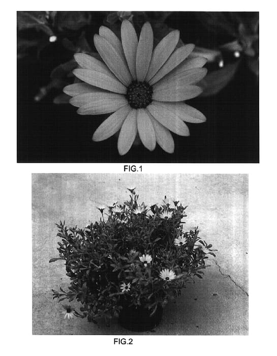 Figure 1 of US plant patent PP15828, the photograph of Kakegawa AU13 printed in the patent.