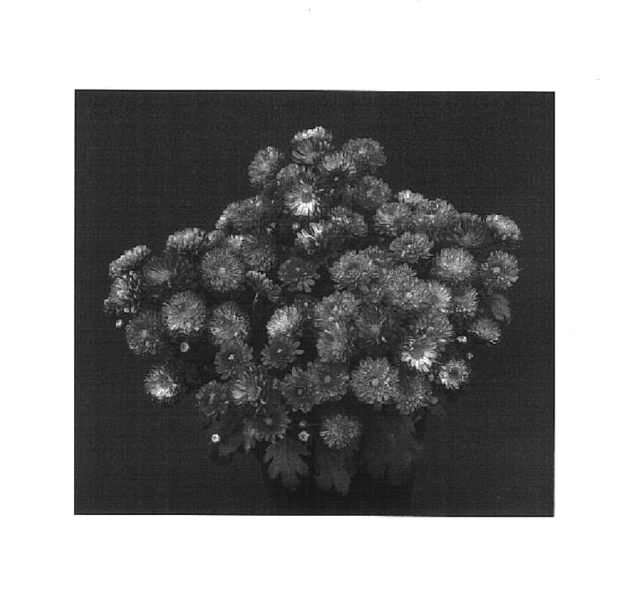 Figure 1 of US plant patent PP15829, the photograph of Foxy Yomarjorie printed in the patent.
