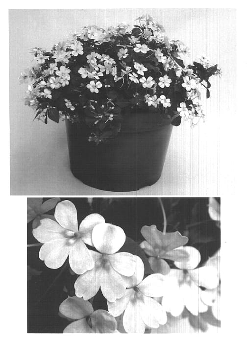 Figure 1 of US plant patent PP15830, the photograph of Fify Blushpink Two printed in the patent.
