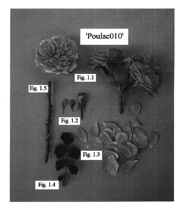 Figure 1 of US plant patent PP15831, the photograph of POULac010 printed in the patent.