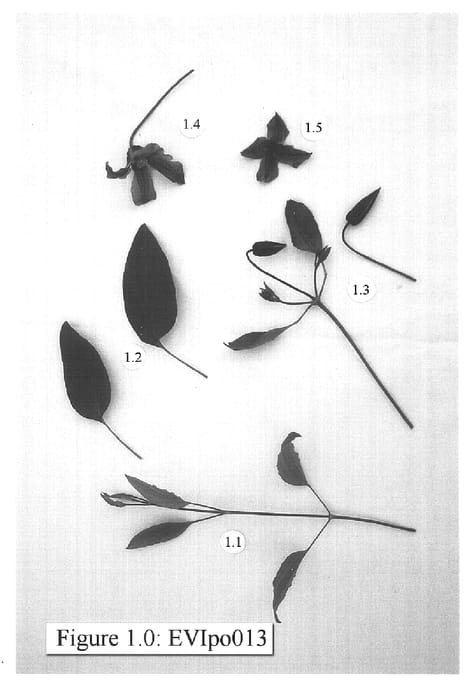 Figure 1 of US plant patent PP15832, the photograph of EVIpo013 printed in the patent.