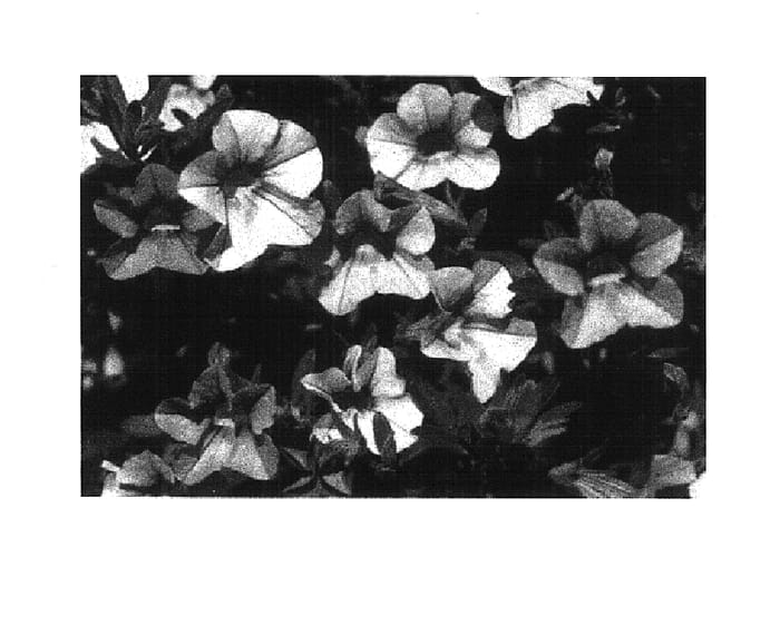 Figure 1 of US plant patent PP15833, the photograph of KLEC02060 printed in the patent.