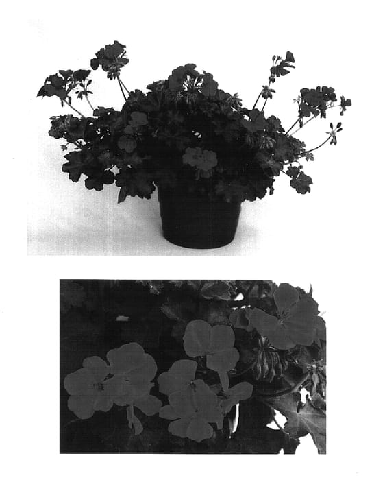 Figure 1 of US plant patent PP15834, the photograph of Cante Ros printed in the patent.