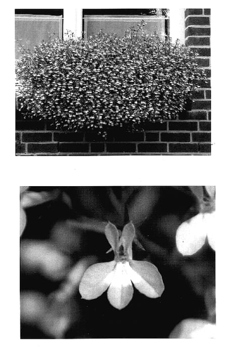 Figure 1 of US plant patent PP15835, the photograph of Weslospot printed in the patent.