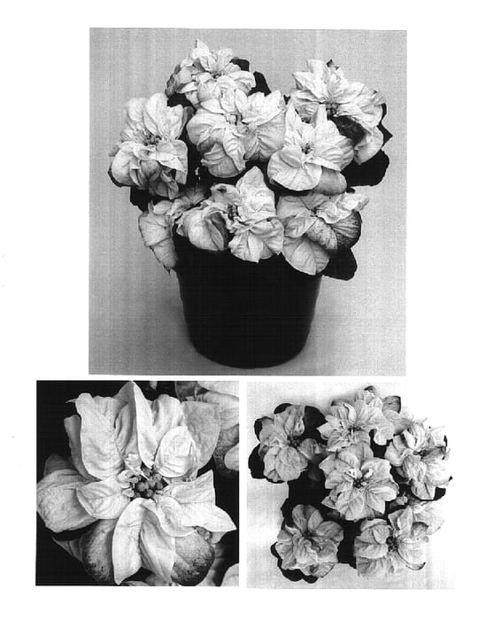 Figure 1 of US plant patent PP15836, the photograph of Wincrea printed in the patent.