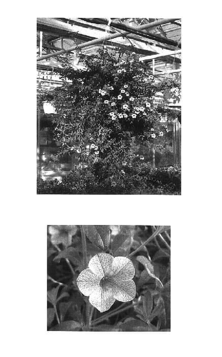 Figure 1 of US plant patent PP15837, the photograph of Wescasuno printed in the patent.