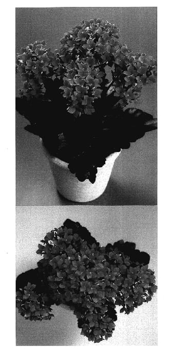 Figure 1 of US plant patent PP15838, the photograph of Carmen printed in the patent.