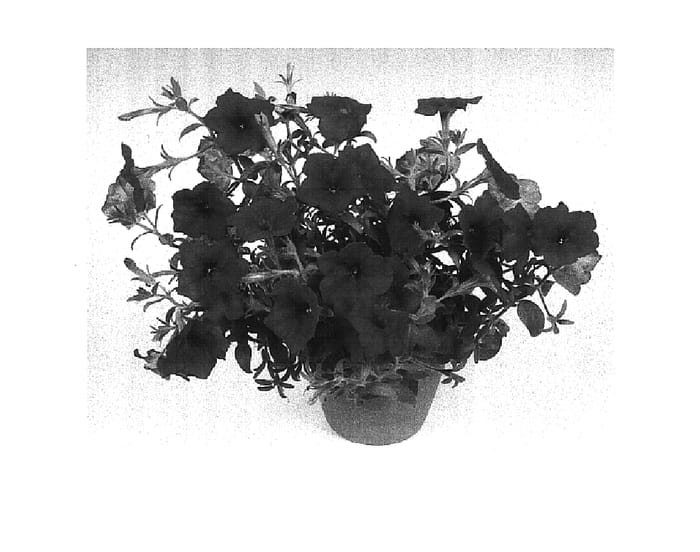 Figure 1 of US plant patent PP15839, the photograph of Fort Red printed in the patent.