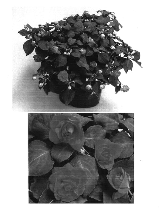 Figure 1 of US plant patent PP15840, the photograph of Didi Orange Two printed in the patent.