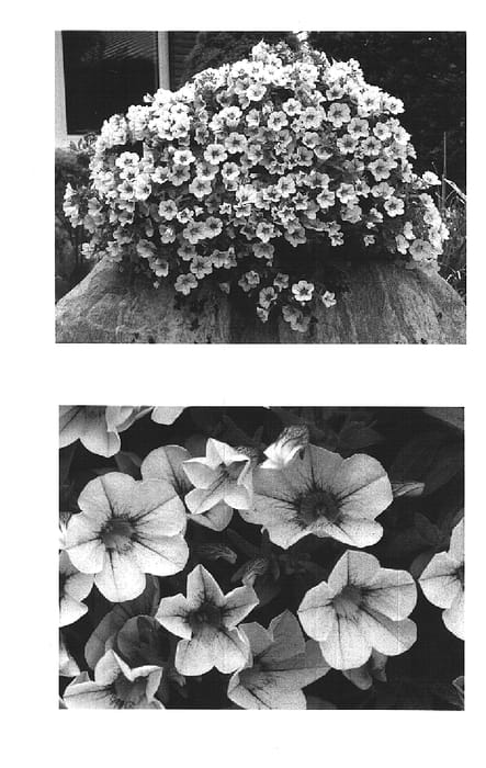 Figure 1 of US plant patent PP15841, the photograph of Wescawhite printed in the patent.