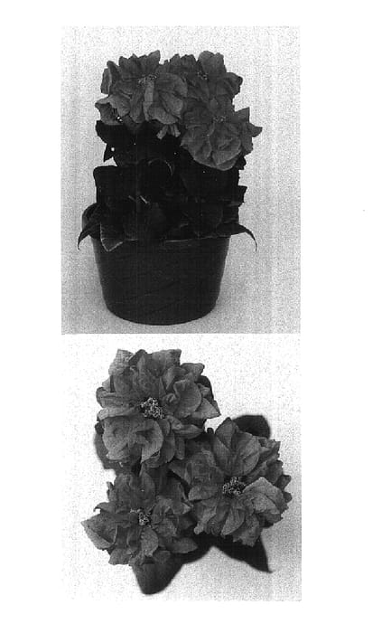 Figure 1 of US plant patent PP15842, the photograph of Eckallyn printed in the patent.