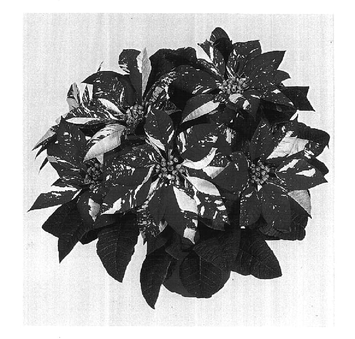 Figure 1 of US plant patent PP15843, the photograph of Duejoker printed in the patent.