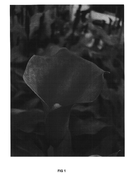 Figure 1 of US plant patent PP15844, the photograph of Jack of Hearts printed in the patent.