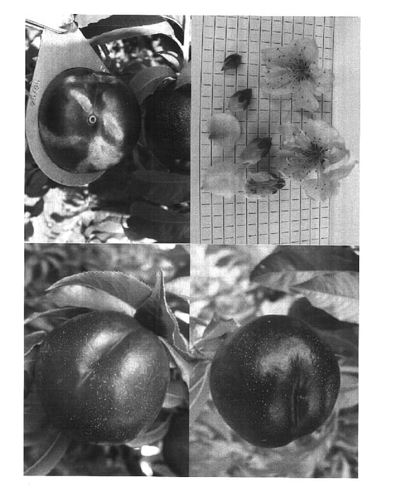 Figure 1 of US plant patent PP15845, the photograph of Rose Bright printed in the patent.