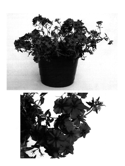 Figure 1 of US plant patent PP15846, the photograph of USPHL03 printed in the patent.