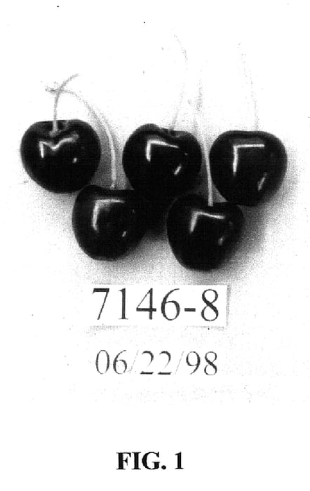 Figure 1 of US plant patent PP15847, the photograph of PC7146-8 printed in the patent.