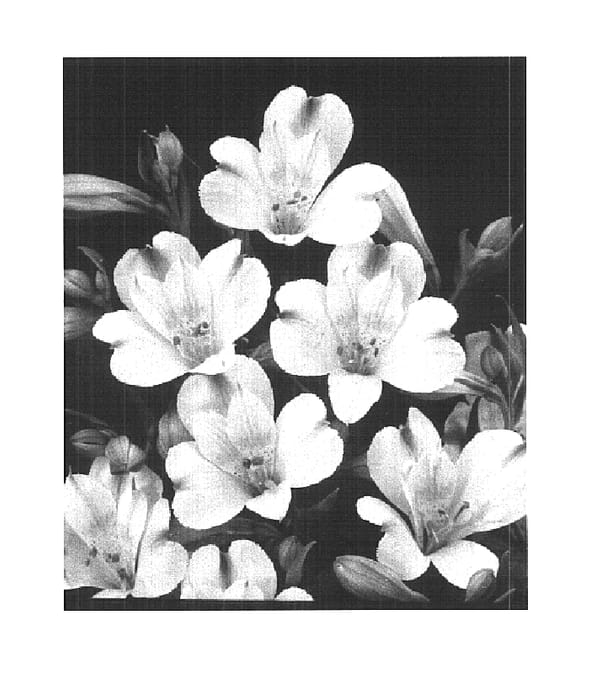 Figure 1 of US plant patent PP15848, the photograph of Zanfines printed in the patent.