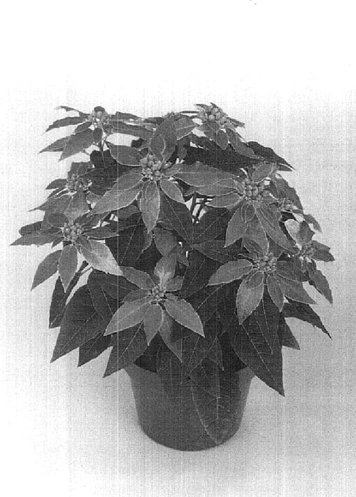 Figure 1 of US plant patent PP15849, the photograph of Eckcory printed in the patent.