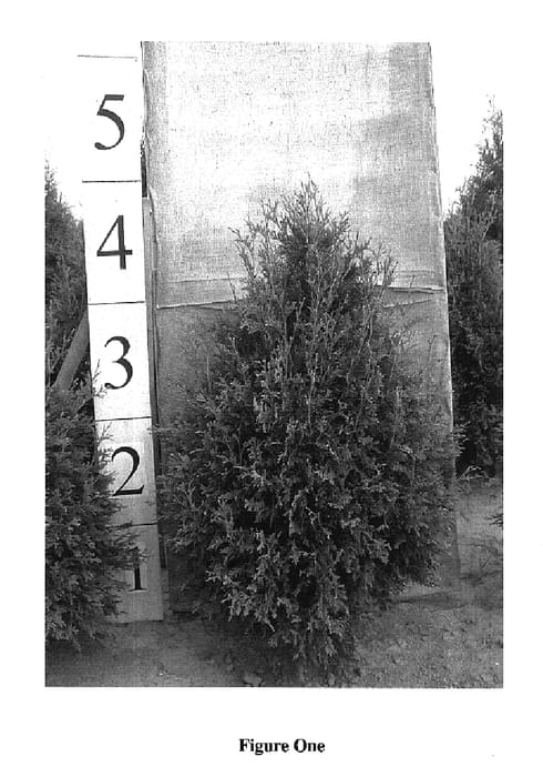 Figure 1 of US plant patent PP15850, the photograph of Bail John printed in the patent.