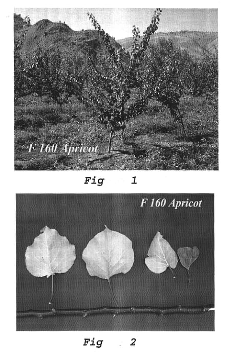Figure 1 of US plant patent PP15851, the photograph of F160 cv printed in the patent.