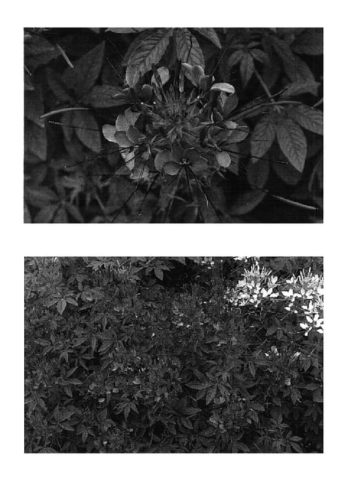 Figure 1 of US plant patent PP15852, the photograph of Robspimer printed in the patent.