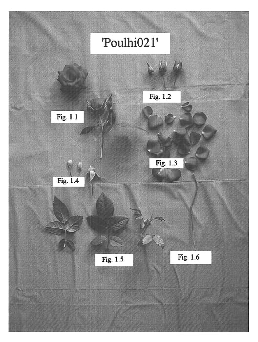 Figure 1 of US plant patent PP15853, the photograph of POULhi021 printed in the patent.