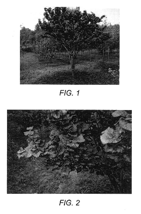 Figure 1 of US plant patent PP15854, the photograph of Little Woody printed in the patent.