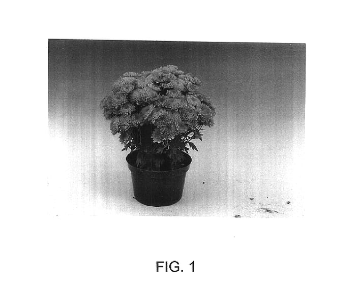 Figure 1 of US plant patent PP15855, the photograph of Athena printed in the patent.