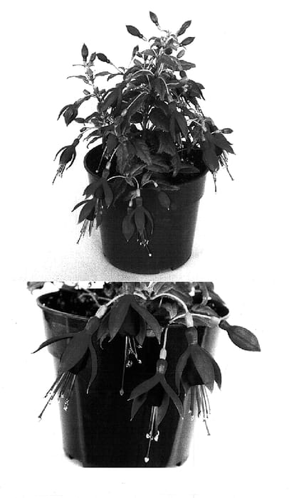Figure 1 of US plant patent PP15857, the photograph of Kiefudimi printed in the patent.
