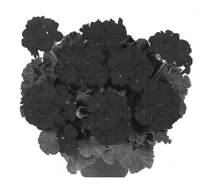 Figure 1 of US plant patent PP15858, the photograph of Dueazulia printed in the patent.