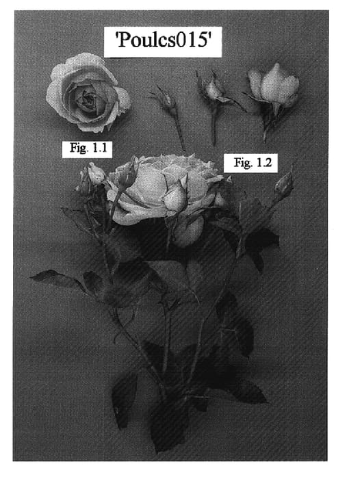 Figure 1 of US plant patent PP15859, the photograph of POULcs015 printed in the patent.