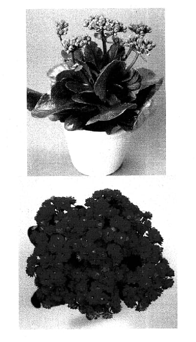 Figure 1 of US plant patent PP15860, the photograph of KJ 2002-0501 printed in the patent.