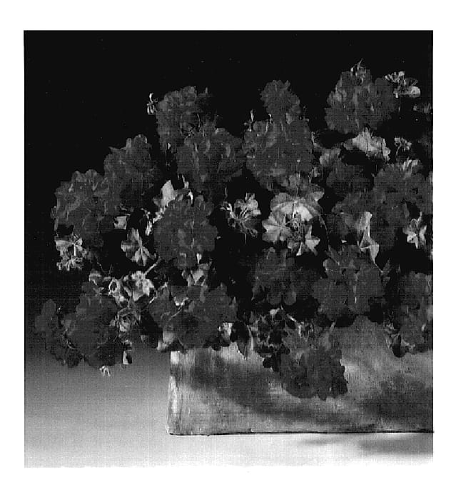 Figure 1 of US plant patent PP15861, the photograph of Genstarpink printed in the patent.