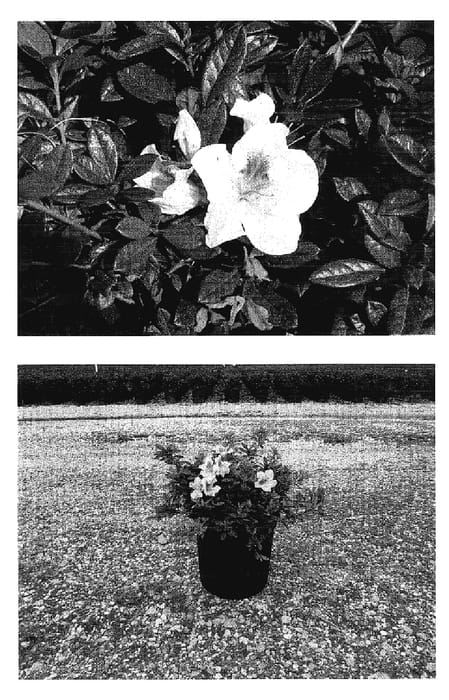 Figure 1 of US plant patent PP15862, the photograph of Robled printed in the patent.