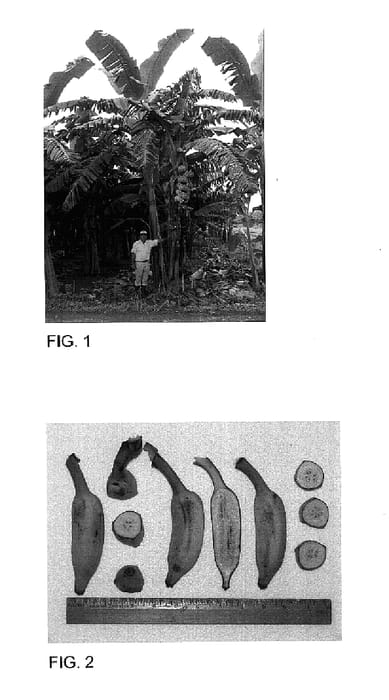 Figure 1 of US plant patent PP15863, the photograph of FHIA-26 printed in the patent.