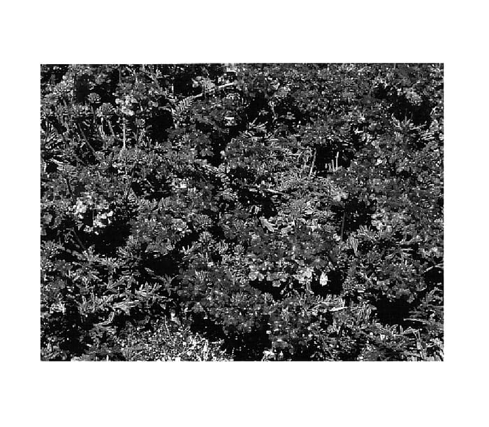 Figure 1 of US plant patent PP15864, the photograph of KLEVE03328 printed in the patent.