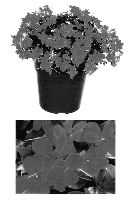 Figure 1 of US plant patent PP15865, the photograph of Bodlizche printed in the patent.