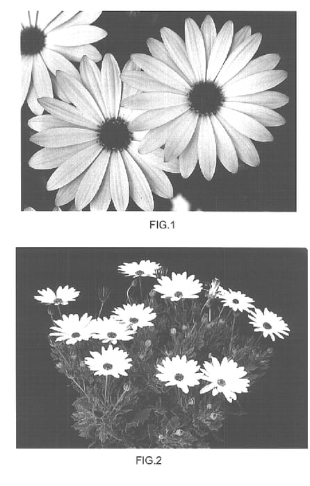 Figure 1 of US plant patent PP15866, the photograph of Kakegawa AU11 printed in the patent.
