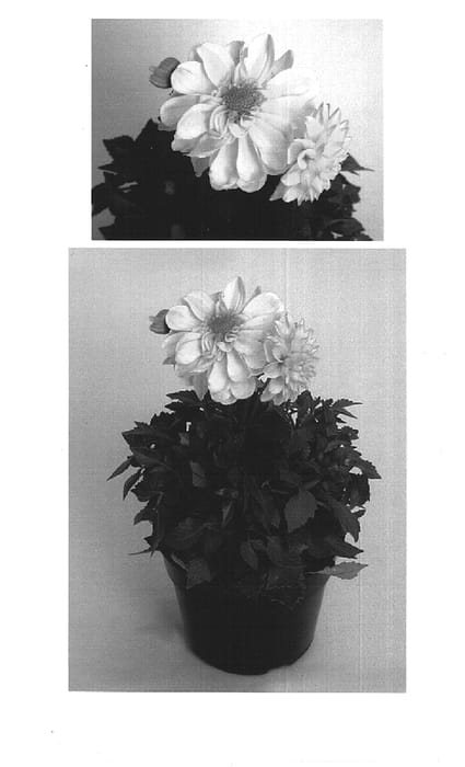 Figure 1 of US plant patent PP15867, the photograph of Kiedahsuy printed in the patent.