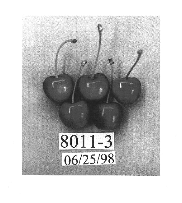 Figure 1 of US plant patent PP15868, the photograph of PC8011-3 printed in the patent.