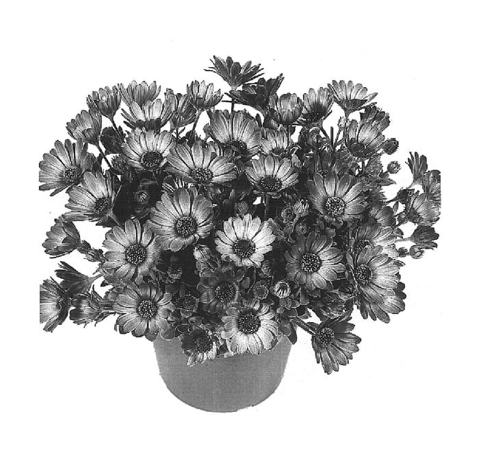 Figure 1 of US plant patent PP15869, the photograph of Duesumpur printed in the patent.