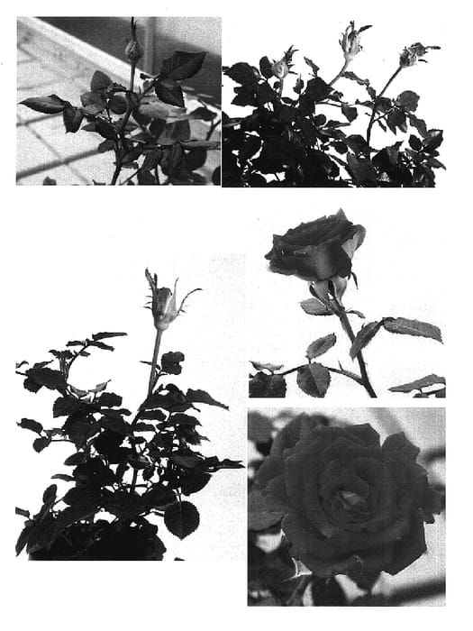 Figure 1 of US plant patent PP15870, the photograph of SAVapizzazz printed in the patent.