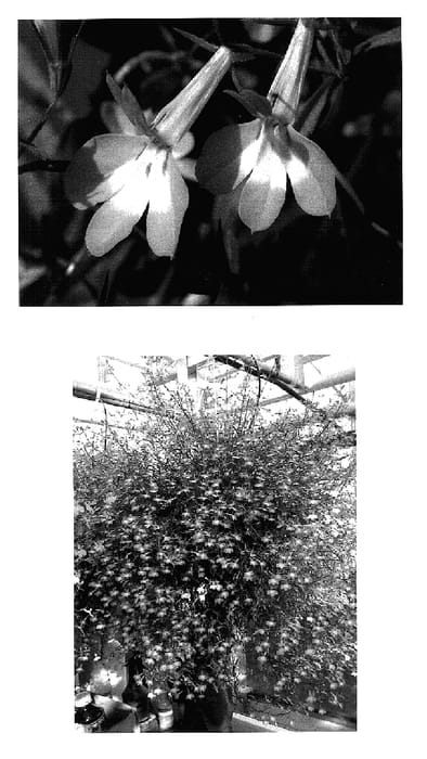 Figure 1 of US plant patent PP15871, the photograph of Wesloarc printed in the patent.