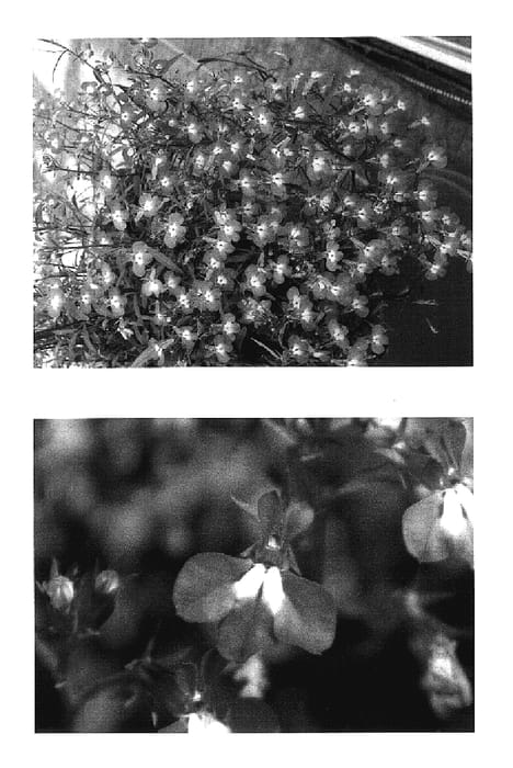 Figure 1 of US plant patent PP15872, the photograph of Wesloba printed in the patent.