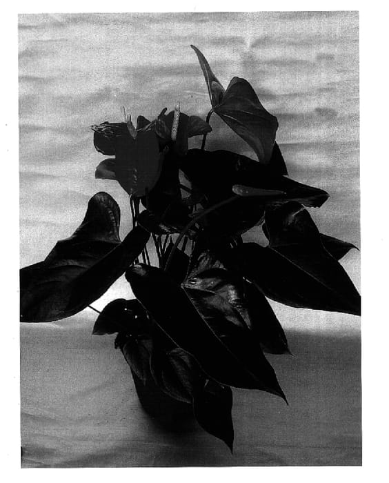 Figure 1 of US plant patent PP15873, the photograph of Rijn200004 printed in the patent.