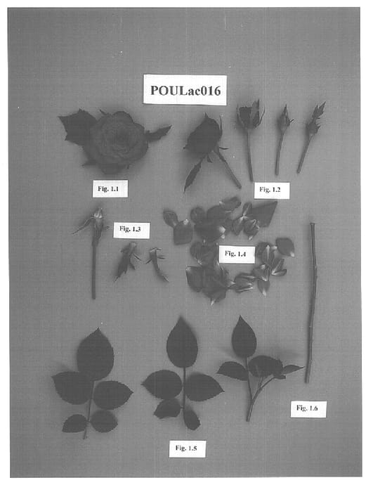 Figure 1 of US plant patent PP15874, the photograph of POULac016 printed in the patent.