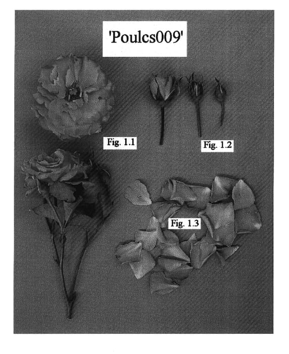 Figure 1 of US plant patent PP15875, the photograph of POULcs009 printed in the patent.