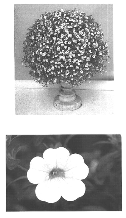 Figure 1 of US plant patent PP15876, the photograph of Wescacream printed in the patent.