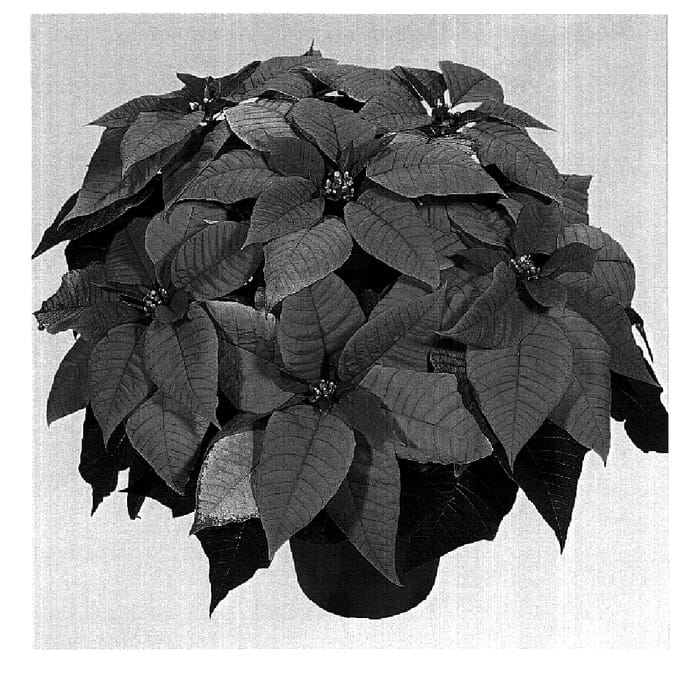 Figure 1 of US plant patent PP15877, the photograph of Duemirage printed in the patent.